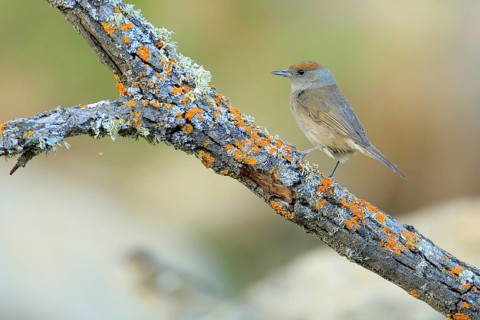 Eurasian Blackcap (Sylvia atricapilla) female perched on lichen branch, Andalusia, Spain