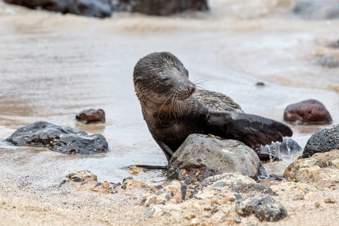 Sea lions (Zalophus wollebaeki), San Cristobal, Galapagos, Ecuador