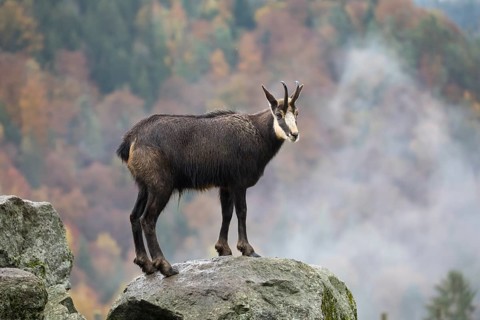 One chamois standing on rocks, autumnal colors of a forest in the distant background