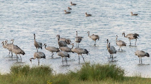 Crane, grus grus, crane, birds, gruidae, gruiformes, crane birds, sleeping community, sleeping