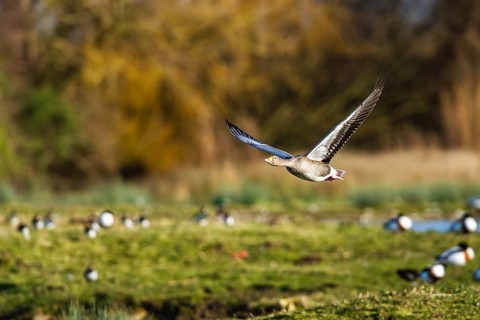 Greylag Goose, Anser anser, bird in flight over winter marshes
