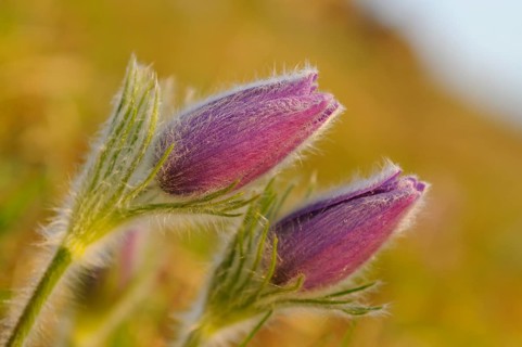 Two purple flowers bend slightly in the soft light, Pasque flower (Pulsatilla vulgaris), Upper