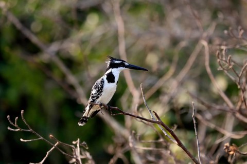 Pied kingfisher (Ceryle rudis), adult, aut Warte, alert, Saint Lucia Estuary, Isimangaliso Wetland