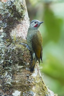 Grey-crowned Woodpecker (Colaptes auricularis) perched on a branch in Oaxaca, Mexico