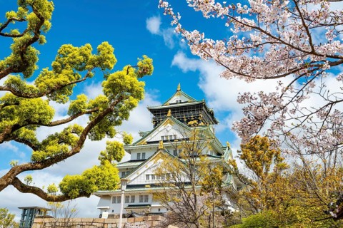 Osaka castle with blooming cherry trees in the park, Osaka Castle Park, Chuo-ku, Osaka, Japan