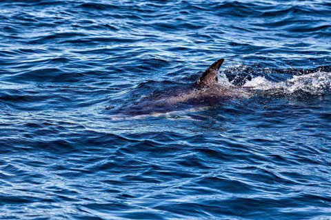 A dolphin swims just below the surface in the sea, the Clymene dolphin (Stenella clymene) near