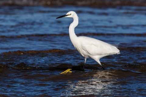 Little Egret (Egretta garzetta) on shore, Asturias, Spain