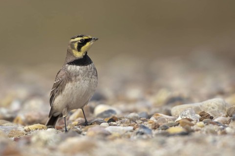 Horned Lark (Eremophila alpestris), Schleswig-Holstein, Germany