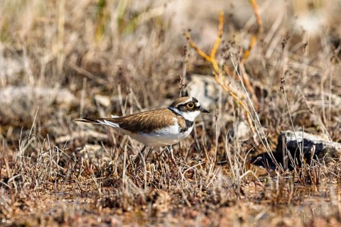 Little ringed plover (Thinornis dubius) standing among dry grass in a natural habitat in spring