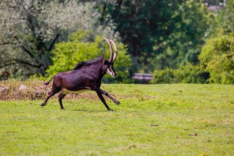A male Sable antelope, Hippotragus niger runs across a hilly green meadow at a forest edge