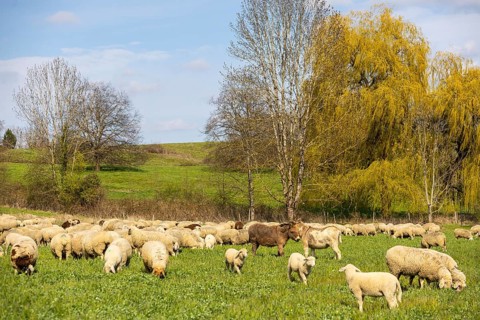 Domestic donkey (Equus asinus asinus) between sheep (Ovis) on pasture, Salem, Lake Constance
