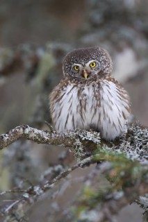 Eurasian Pygmy Owl (Glaucidium passerinum), Vorarlberg, Austria