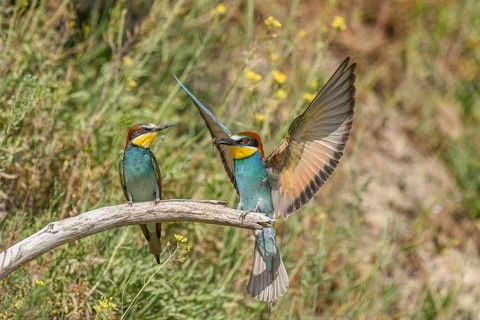 European bee-eaters in courtship display in spring. Europe, Germany