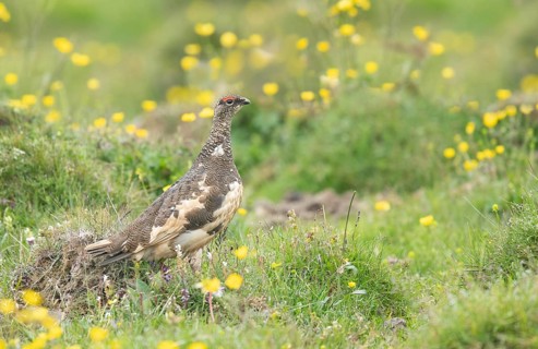 Rock Ptarmigan (Lagopus muta) male, Iceland