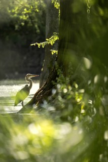 Grey heron (Ardea cinerea) backlit by the sun's rays, standing at a bald cypress tree trunk in the
