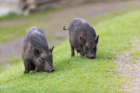 Two adult pigs, Vietnamese Pot-bellied, Sus scrofa f. domestica, standing on a meadow and feeding