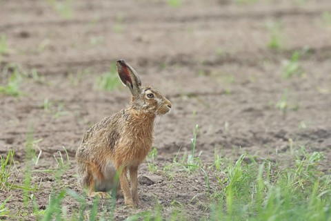 European hare (Lepus europaeus) sitting on a freshly harrowed field, North Rhine-Westphalia,