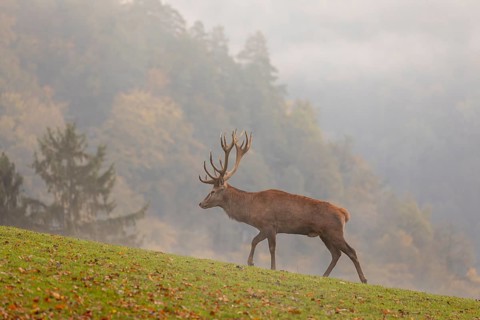 One Red Deer stag (Cervus elaphus) in rutting season, standing calling on a green meadow. A forest