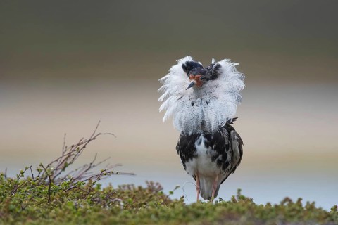 Ruff (Philomachus pugnax), male, courtshiping, North Norway, Varanger, Norway