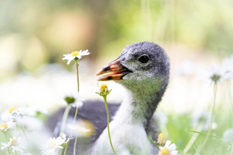 Eurasian Coot chicks (Fulica atra) lying in meadow surrounded by daisies, close-up, profile view,