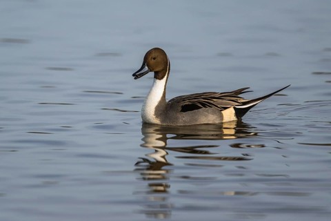 Northern Pintail, Anas acuta, male on winter marshes