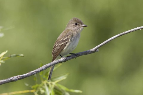 Alder Flycatcher Empidonax alnorum Rabey, Aitkin County, minnesota, United States 23 June Adult