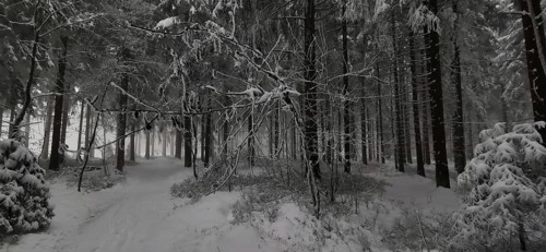 Thick snow covers a forest, creates a calming and subdued lighting atmosphere, hiking in winter,