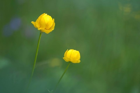Budabin seed, buttercup, butter ball, butterrose, globe flower, goldhead, buttercup, ball