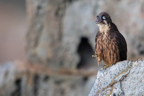 Eleonora's Falcon (Falco eleonorae) female calling, perched on a ledge, Sardinia, Italy