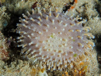 Spherical leather coral (Paraminabea aldersladei) on a sandy seabed, dive site: Sodwana Bay