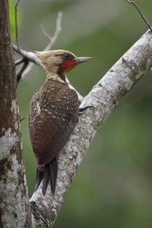 Pale-crested Woodpecker (Celeus lugubris) perched on a branch in Bolivia, South America