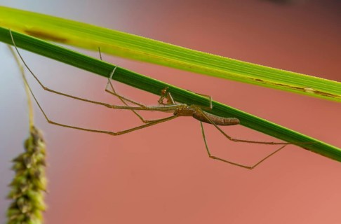 Araneae, eucta kästneri, arachnids, stretcher spider, tetragnatha reimoseri, angle-tailed stretcher