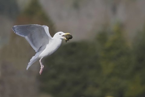Glaucous-winged Gull (Larus glaucescens) flying, British Columbia, Canada