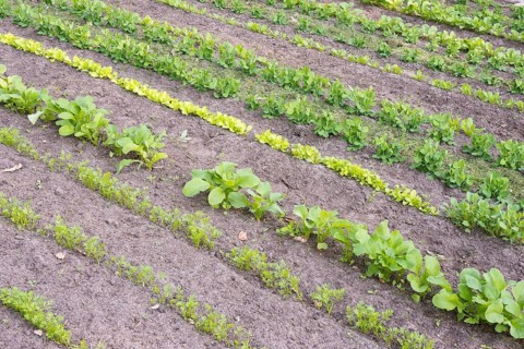 Vegetables grow in neat rows in the kitchen garden: carrots (Daucus carota subsp. sativus), also