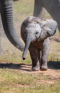 Cute little elephant, young animal, herd of African elephants (Loxodonta africana), Addo Elephant