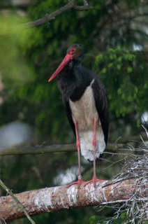 Black stork, ciconia nigra, black stork, birds, breed, brood, ciconiiformes, high size, portrait