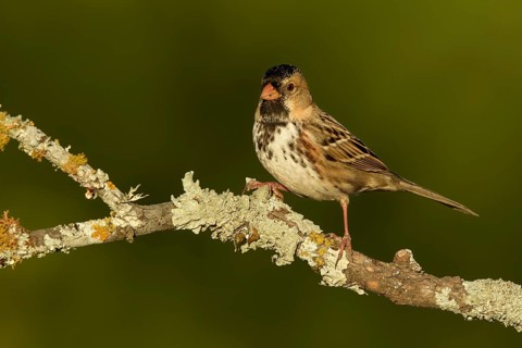 Harris's Sparrow (Zonotrichia querula) perched on lichen branch, Texas, USA