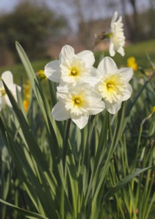 Large-crowned narcissus (Narcisuss), North Rhine-Westphalia, Germany