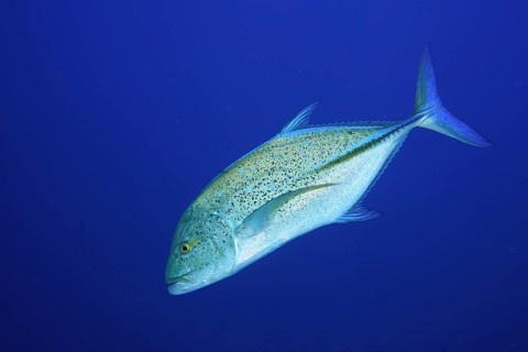 Bluefin mackerel (Caranx melampygus)
