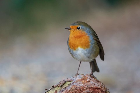 European Robin (Erithacus rubecula), North Rhine-Westphalia, Germany