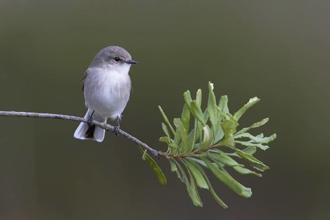 Jacky Winter (Microeca fascinans), Victoria, Australia