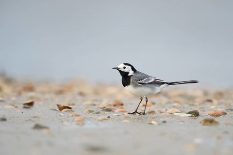 White Wagtail (Motacilla alba) on beach, Schleswig-Holstein, Germany