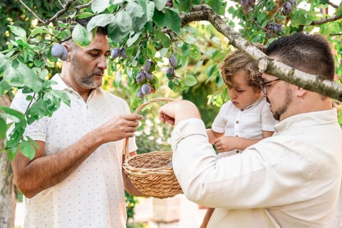 A gay couple shares a bonding moment with their young son under a lush fruit tree, nurturing and