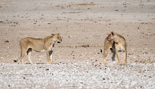 Lions (Panthera leo), two adult females, Nebrowni waterhole, Etosha National Park, Namibia