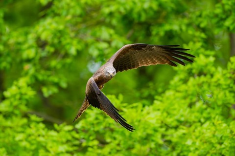 Black kite (Milvus migrans) flying in a forest in early summer, Bavaria, Germany