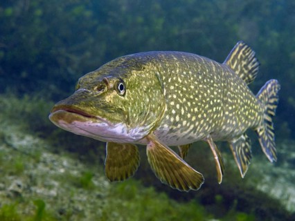 Close-up of a pike swimming underwater with a patterned green body and an attentive look, Parkhaus