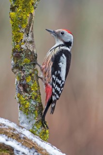 Middle Spotted Woodpecker (Dendrocoptes medius), Saxony-Anhalt, Germany