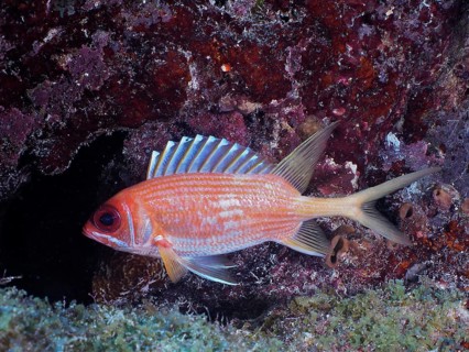 Long-spined hussar (Holocentrus rufus)