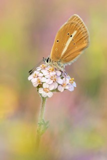 Ein Weibchen des Weißdolch Bläuling (Polyommatus damon). Auch Streifenbläuling genannt