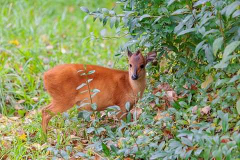 A female red forest duiker, Natal duiker or Natal red duiker (Cephalophus natalensis) stands on a